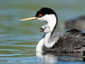 Western Grebe Chick Riding on Parent's Back. Grebe chicks will ride on the adult's back until they grow to large, Aechmophorus occidentalis, Lake Wohlford, Escondido, Califoria