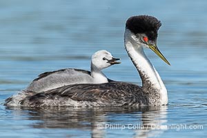 Western Grebe Chick Riding on Parent's Back. Grebe chicks will ride on the adult's back until they grow to large, Aechmophorus occidentalis, Lake Wohlford, Escondido, Califoria