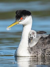 Western Grebe Chick Riding on Parent's Back. Grebe chicks will ride on the adult's back until they grow to large, Aechmophorus occidentalis, Lake Wohlford, Escondido, Califoria