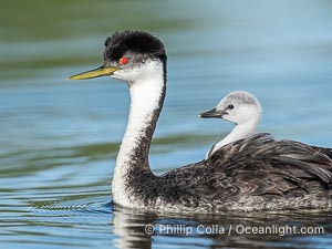Western Grebe Chick Riding on Parent's Back. Grebe chicks will ride on the adult's back until they grow to large, Aechmophorus occidentalis, Lake Wohlford, Escondido, Califoria