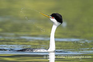 Western Grebe Dip Shaking, a courtship behavior in which the grebes face each other and alternate dipping their beaks in the water and shaking their head, tossing water into the air. Coupled with ratchet-pointing, several rounds of dip-shaking are often an immediate precursor to rushing, Lake Wohlford, Escondido, California