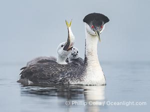 Western Grebe Feeding a Fish to its Chick. One of the adults has dived to capture a fish while the other tends to the chicks. Eventually the fish is presented to the young chick. Both parents may dive for the fish and serve as babysitter, Aechmophorus occidentalis, Lake Wohlford, Escondido, Califoria