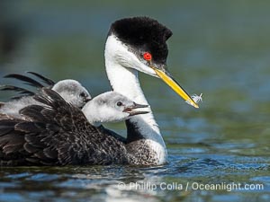 Western Grebe Feeding a Fish to its Chick. One of the adults has dived to capture a fish while the other tends to the chicks. Eventually the fish is presented to the young chick. Both parents may dive for the fish and serve as babysitter, Aechmophorus occidentalis, Lake Wohlford, Escondido, Califoria