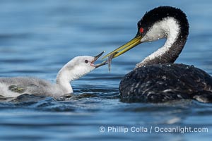 Western Grebe Feeding a Fish to its Chick. One of the adults has dived to capture a fish while the other tends to the chicks. Eventually the fish is presented to the young chick. Both parents may dive for the fish and serve as babysitter, Aechmophorus occidentalis, Lake Wohlford, Escondido, Califoria