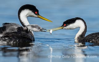 Western Grebe Feeding a Fish to its Chick. One of the adults has dived to capture a fish while the other tends to the chicks. Eventually the fish is presented to the young chick. Both parents may dive for the fish and serve as babysitter, Aechmophorus occidentalis, Lake Wohlford, Escondido, Califoria