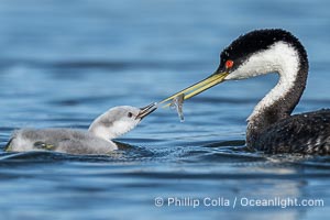 Western Grebe Feeding a Fish to its Chick. One of the adults has dived to capture a fish while the other tends to the chicks. Eventually the fish is presented to the young chick. Both parents may dive for the fish and serve as babysitter, Aechmophorus occidentalis, Lake Wohlford, Escondido, Califoria