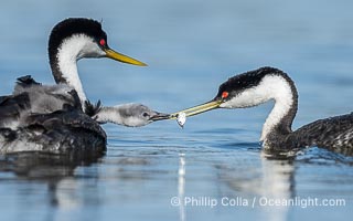 Western Grebe Feeding a Fish to its Chick. One of the adults has dived to capture a fish while the other tends to the chicks. Eventually the fish is presented to the young chick. Both parents may dive for the fish and serve as babysitter, Aechmophorus occidentalis, Lake Wohlford, Escondido, Califoria