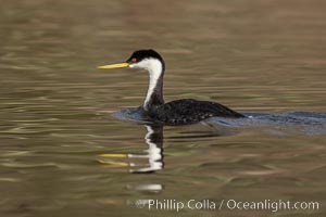 Western Grebe, Lake Hodges, Aechmophorus occidentalis