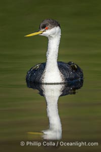 Western Grebe, Lake Wohlford, Aechmophorus occidentalis, Escondido, California