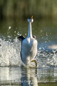 Western Grebe rushes across Lake Wohlford, exhibiting a spectacular courtship behavior in which the aquatic bird literally runs across the surface of the water while its feet hit the water up to 20 times per second, Aechmophorus occidentalis, Escondido, California