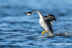 Western Grebe rushes across Lake Wohlford, exhibiting a spectacular courtship behavior in which the aquatic bird literally runs across the surface of the water while its feet hit the water up to 20 times per second, Aechmophorus occidentalis, Escondido, California