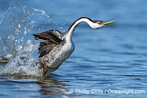 Western Grebe rushing on Lake Wohlford, running across the water by slapping its feet rapidly, part of the grebe's elaborate courtship, Escondido, California