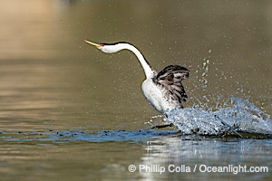 Western Grebe rushing on Lake Wohlford, running across the water by slapping its feet rapidly, part of the grebe's elaborate courtship, Escondido, California