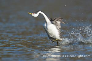 Western Grebe Rushing, Running Across Water, Aechmophorus occidentalis, Lake Wohlford, Escondido, California