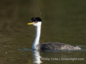 Hook the Western Grebe with a fishing hook embedded in the back side of his head, Lake Wohlford, Aechmophorus occidentalis, Escondido, California