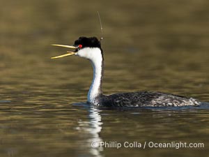 Hook the Western Grebe with a fishing hook embedded in the back side of his head, Lake Wohlford, Aechmophorus occidentalis, Escondido, California