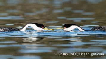 Western Grebes Ratchet Pointing, a courtship behavior in which the grebes assume a low facing position in the water, point beaks at one another and emit a ratchet-like sound. Coupled with dip-shaking, several rounds of ratchet pointing is often an immediate precursor to rushing, Aechmophorus occidentalis, Lake Wohlford, Escondido, California