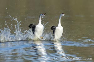 Western Grebes rushing in a courtship display. Rushiing grebes run across the water 60 feet (20m) or further with their feet hitting the water as rapidly as 20 times per second