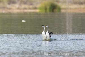 Western Grebes rushing in a courtship display. Rushing grebes run across the water 60 feet (20m) or further with their feet hitting the water as rapidly as 20 times per second, Aechmophorus occidentalis, Lake Hodges, San Diego, California