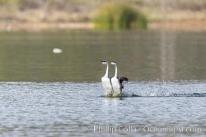 Western Grebes rushing in a courtship display. Rushiing grebes run across the water 60 feet (20m) or further with their feet hitting the water as rapidly as 20 times per second, Aechmophorus occidentalis, Lake Hodges, San Diego, California