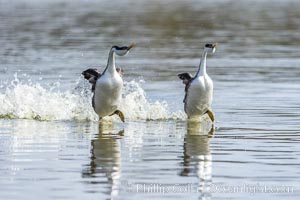 Western Grebes rushing in a courtship display. Rushing grebes run across the water 60 feet (20m) or further with their feet hitting the water as rapidly as 20 times per second, Aechmophorus occidentalis, Lake Hodges, San Diego, California