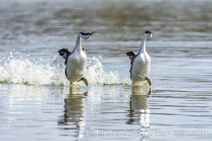 Western Grebes rushing in a courtship display. Rushiing grebes run across the water 60 feet (20m) or further with their feet hitting the water as rapidly as 20 times per second, Aechmophorus occidentalis, Lake Hodges, San Diego, California