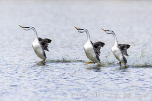 Western Grebes rushing in a courtship display. Rushiing grebes run across the water 60 feet (20m) or further with their feet hitting the water as rapidly as 20 times per second, Aechmophorus occidentalis, Lake Hodges, San Diego, California