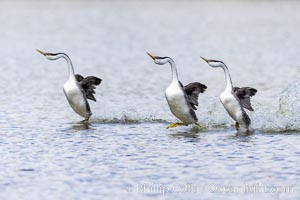 Western Grebes rushing in a courtship display. Rushing grebes run across the water 60 feet (20m) or further with their feet hitting the water as rapidly as 20 times per second, Aechmophorus occidentalis, Lake Hodges, San Diego, California