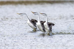 Western Grebes rushing in a courtship display. Rushing grebes run across the water 60 feet (20m) or further with their feet hitting the water as rapidly as 20 times per second, Aechmophorus occidentalis, Lake Hodges, San Diego, California