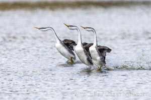 Western Grebes rushing in a courtship display. Rushiing grebes run across the water 60 feet (20m) or further with their feet hitting the water as rapidly as 20 times per second, Aechmophorus occidentalis, Lake Hodges, San Diego, California