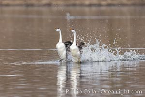 Western Grebes rushing in a courtship display. Rushiing grebes run across the water 60 feet (20m) or further with their feet hitting the water as rapidly as 20 times per second. Lake Hodges, San Diego, Aechmophorus occidentalis