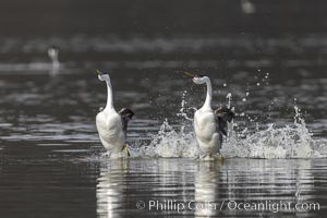Western Grebes rushing in a courtship display. Rushing grebes run across the water 60 feet (20m) or further with their feet hitting the water as rapidly as 20 times per second. Lake Hodges, San Diego, Aechmophorus occidentalis