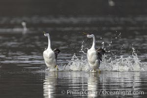 Western Grebes rushing in a courtship display. Rushiing grebes run across the water 60 feet (20m) or further with their feet hitting the water as rapidly as 20 times per second. Lake Hodges, San Diego, Aechmophorus occidentalis