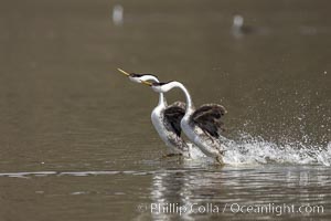 Western Grebes rushing in a courtship display. Rushing grebes run across the water 60 feet (20m) or further with their feet hitting the water as rapidly as 20 times per second. Lake Hodges, San Diego, Aechmophorus occidentalis