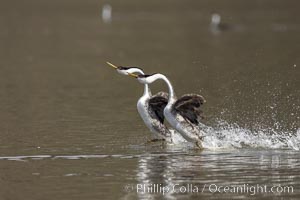 Western Grebes rushing in a courtship display. Rushiing grebes run across the water 60 feet (20m) or further with their feet hitting the water as rapidly as 20 times per second. Lake Hodges, San Diego, Aechmophorus occidentalis