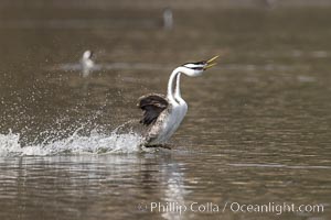 Western Grebes rushing in a courtship display. Rushing grebes run across the water 60 feet (20m) or further with their feet hitting the water as rapidly as 20 times per second. Lake Hodges, San Diego, Aechmophorus occidentalis