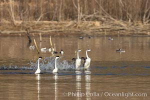 Western Grebes Rushing on Lake Hodges, Aechmophorus occidentalis, San Diego, California