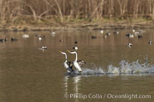 Western Grebes Rushing on Lake Hodges, Aechmophorus occidentalis, San Diego, California