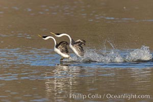 Western Grebes Rushing on Lake Hodges, Aechmophorus occidentalis, San Diego, California