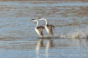 Western Grebes Rushing on Lake Hodges, Aechmophorus occidentalis, San Diego, California