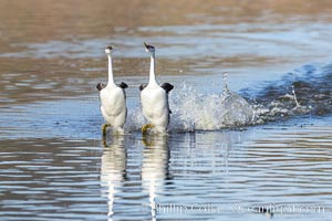 Western Grebes Rushing on Lake Hodges. Synchronized rushing, where (usually) a male and female run across the water, lasts for only a few seconds.  It is one of the most spectacular behaviors seen among birds, Aechmophorus occidentalis, San Diego, California