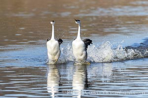 Western Grebes Rushing on Lake Hodges, Aechmophorus occidentalis, San Diego, California