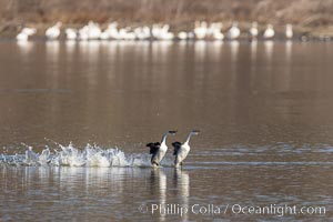 Western Grebes Rushing on Lake Hodges, Aechmophorus occidentalis, San Diego, California