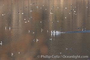 Western Grebes Rushing on Lake Hodges, amidst a mix of Western Grebes and Clarks Grebes, Aechmophorus occidentalis, San Diego, California