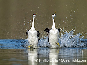 Western Grebes rushing on Lake Wohlford, running across the water by slapping their feet rapidly, part of the grebe's elaborate courtship, Escondido, California