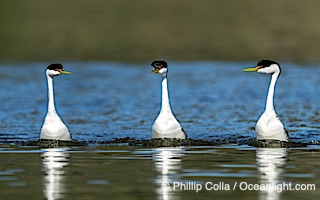 Western Grebes rushing on Lake Wohlford, running across the water by slapping their feet rapidly, part of the grebe's elaborate courtship, Escondido, California