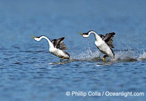 Western Grebes rushing on Lake Wohlford, running across the water by slapping their feet rapidly, part of the grebe's elaborate courtship, Escondido, California