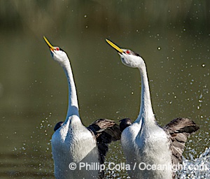 Western Grebes rushing on Lake Wohlford, running across the water by slapping their feet rapidly, part of the grebe's elaborate courtship, Escondido, California