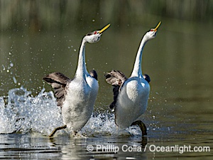 Western Grebes rushing on Lake Wohlford, running across the water by slapping their feet rapidly, part of the grebe's elaborate courtship, Escondido, California