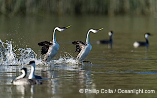 Western Grebes rushing on Lake Wohlford, running across the water by slapping their feet rapidly, part of the grebe's elaborate courtship, Escondido, California